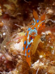 Polycera elegans