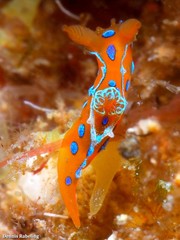 Polycera elegans