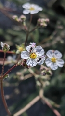 Ivesia santolinoides