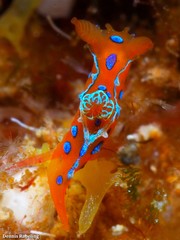 Polycera elegans