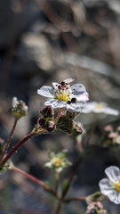 Ivesia santolinoides