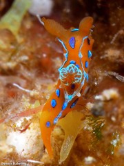 Polycera elegans