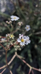 Ivesia santolinoides