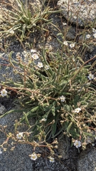 Ivesia santolinoides