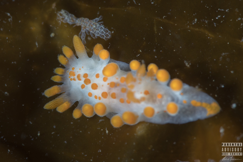 Orange-clubbed Sea Slug