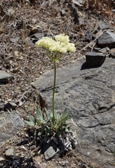 Eriogonum compositum compositum