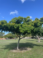 Gonopterodendron arboreum