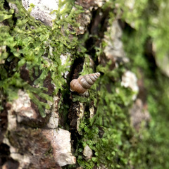 Cochlostoma septemspirale