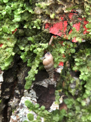 Cochlostoma septemspirale