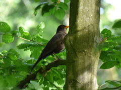 Turdus merula