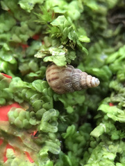 Cochlostoma septemspirale