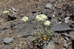 Eriogonum compositum compositum