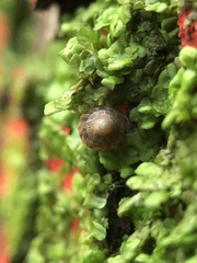 Cochlostoma septemspirale