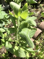 Rudbeckia hirta