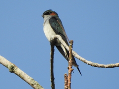 Hemiprocne longipennis