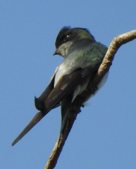 Hemiprocne longipennis