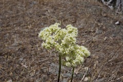 Eriogonum compositum compositum