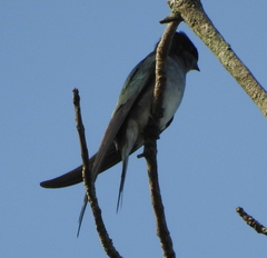 Hemiprocne longipennis