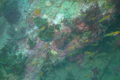 Forsterygion maryannae