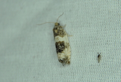 Pseudosciaphila duplex