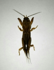 Gryllotalpa