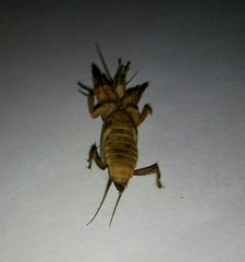 Gryllotalpa