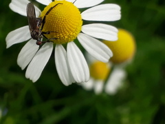 Empis pennipes