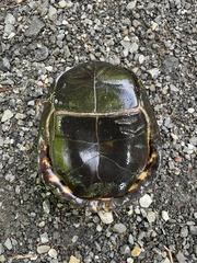 Terrapene carolina