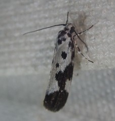Ethmia quadrillella