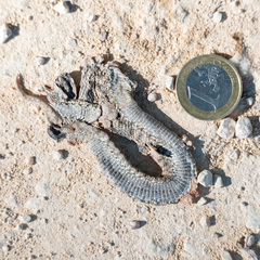 Vipera latastei