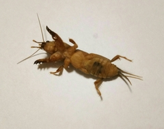 Gryllotalpa