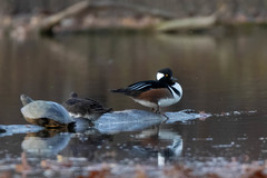 Lophodytes cucullatus