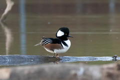 Lophodytes cucullatus