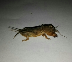Gryllotalpa