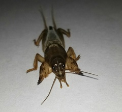Gryllotalpa
