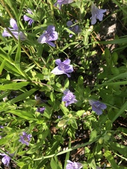 Ruellieae