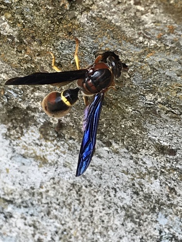 Toltec Potter Wasp