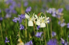 Narcissus triandrus