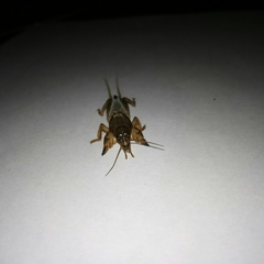 Gryllotalpa