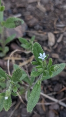 Allophyllum integrifolium