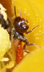 Macrotera