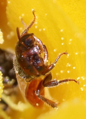 Macrotera