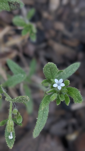 Image of Allophyllum integrifolium by (c) My-Lan Le, some rights reserved (CC BY)