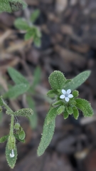 Allophyllum integrifolium