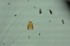 Tortricidia testacea