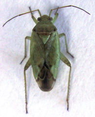Bipuncticoris