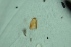 Tortricidia testacea