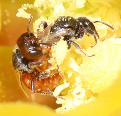 Macrotera