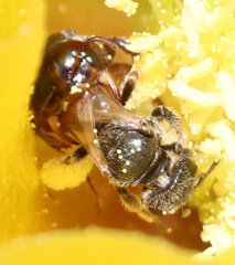 Macrotera