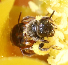 Macrotera